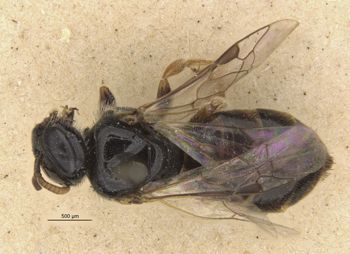 Media type: image;   Entomology 25252 Aspect: habitus dorsal view